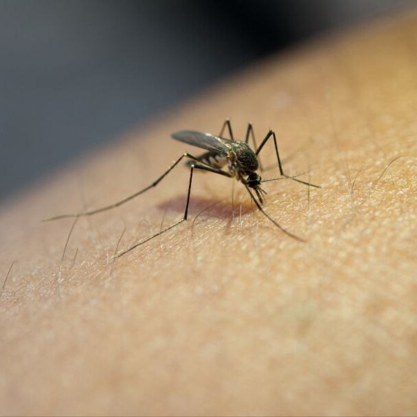 Die Nahaufnahme einer Mücke, die sich von der Haut ernährt, verdeutlicht den Bedarf an natürlichem Mückenschutz wie dem Thats me Organic® Anti-Mücken-Roll-On.