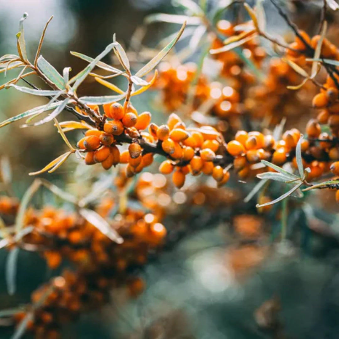 Leuchtend orangefarbene Sanddornbeeren mit schlanken grünen Blättern, die perfekt zur Bereicherung des Thats me Organic® festes Shampoo oder der BIO Arganöl-Formeln geeignet sind.