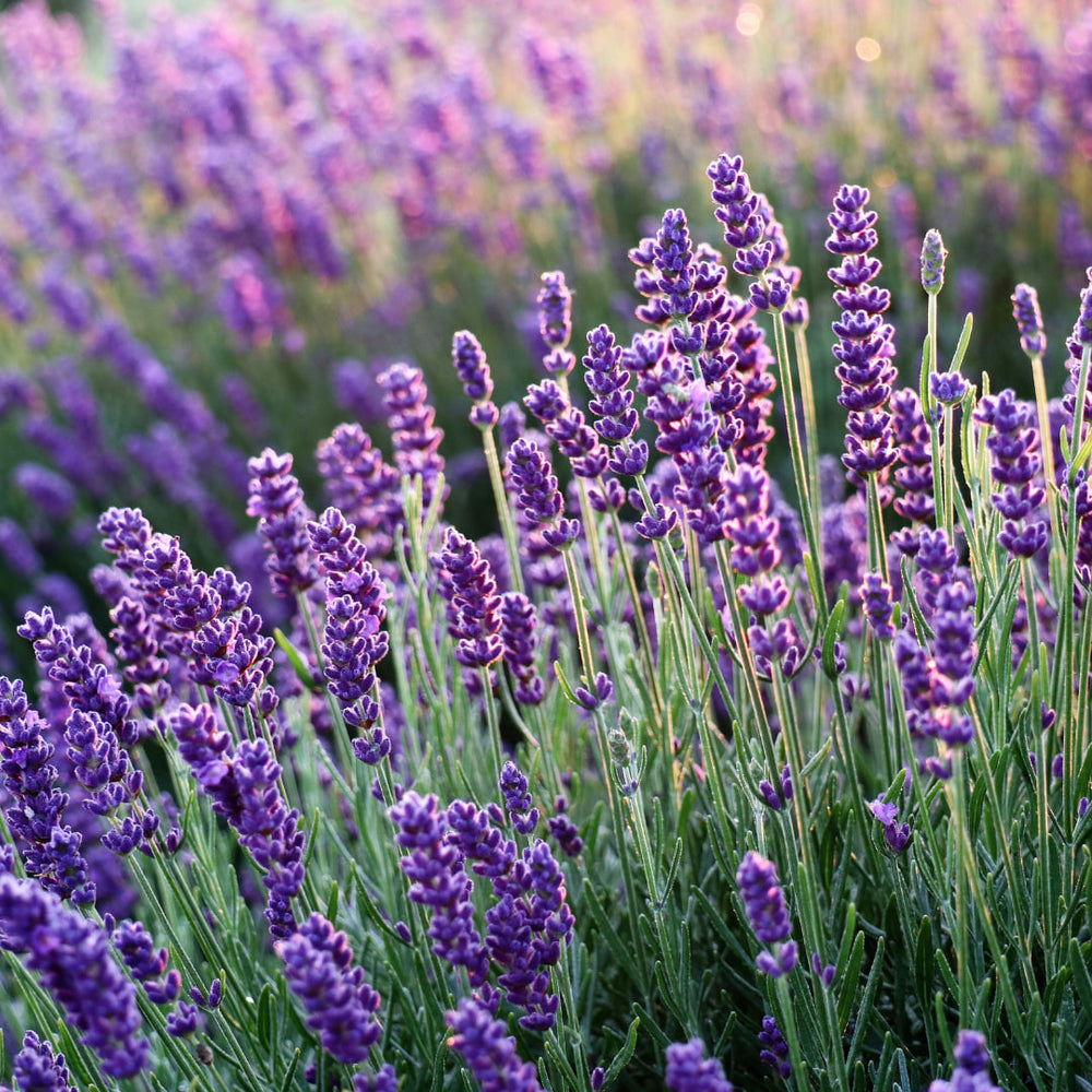 Ein Feld blühender Lavendelblüten mit leuchtend violetten Stängeln im Sonnenlicht erinnert an die natürliche Essenz, die im Thats me Organic® BIO Arganöl Shampoo Bar eingefangen ist.