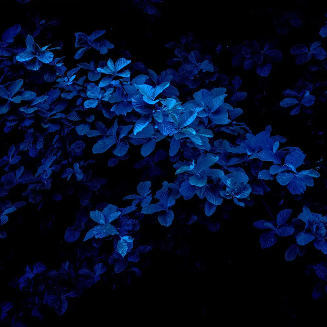 Bio-STIRN-CHAKRA Aromatherapie Aura-, Raumduft-, Yoga- & Meditationsspray INTUITION (blau)