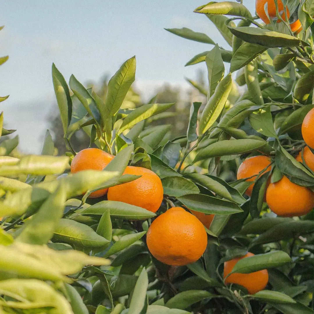 My SACRAL CHAKRA profumo spray per ambienti JOY OF LIFE (arancione)