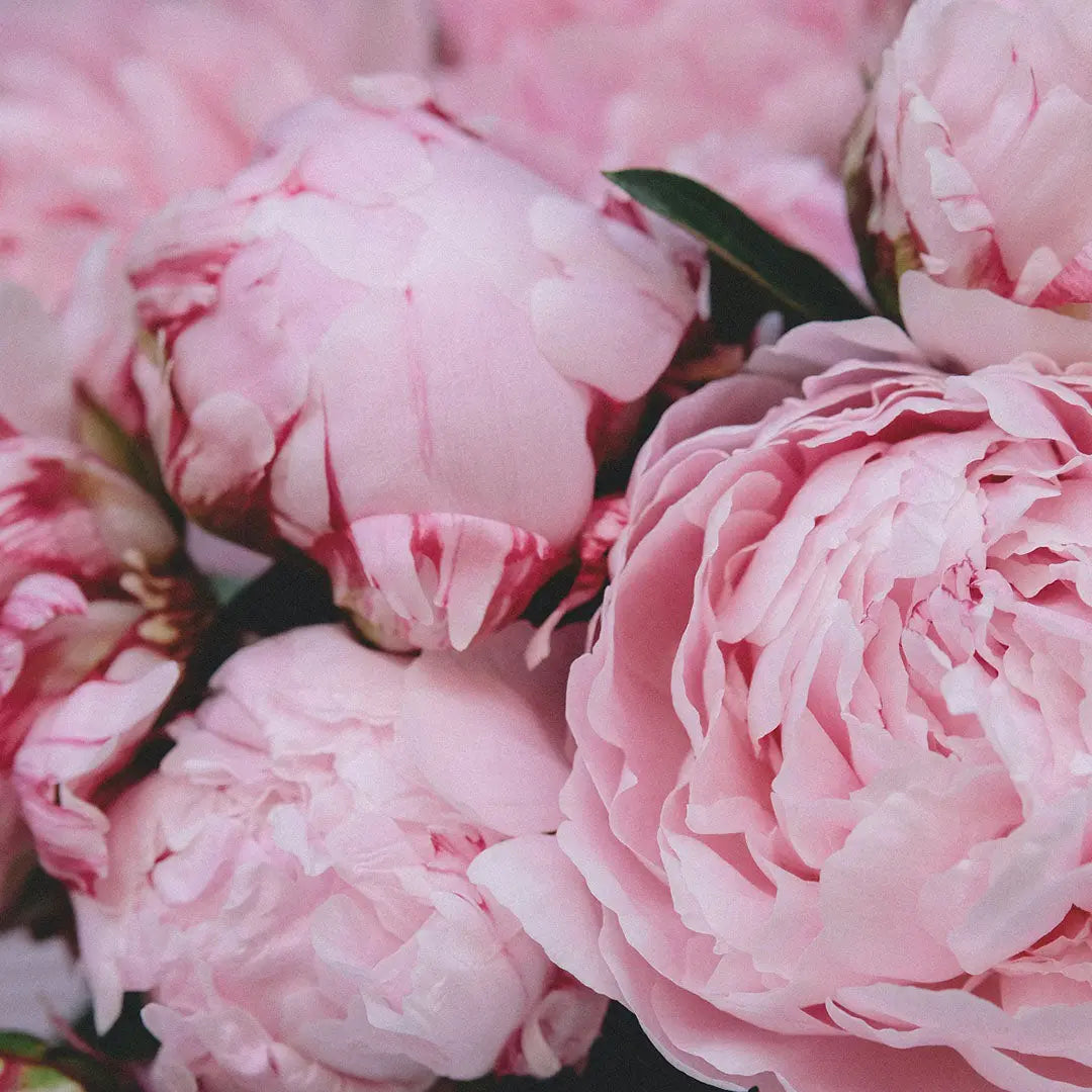 Bio-Herz-CHAKRA Aromatherapie Aura-, Raumduft-, Yoga- & Meditationsspray SELBSTLIEBE (rosa)