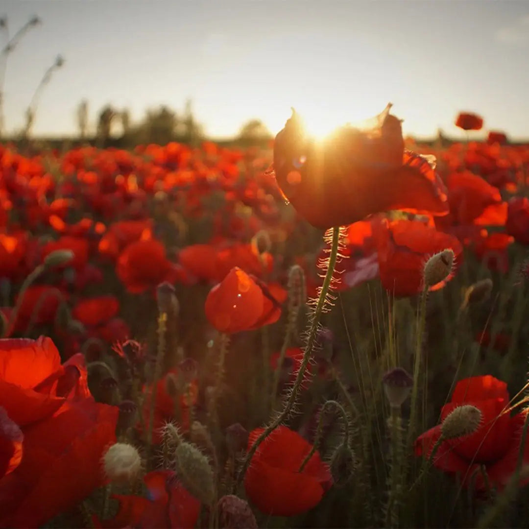 Bio-WURZEL-CHAKRA Aromatherapie Aura-, Raumduft-, Yoga- & Meditationsspray ERDUNG (rot)