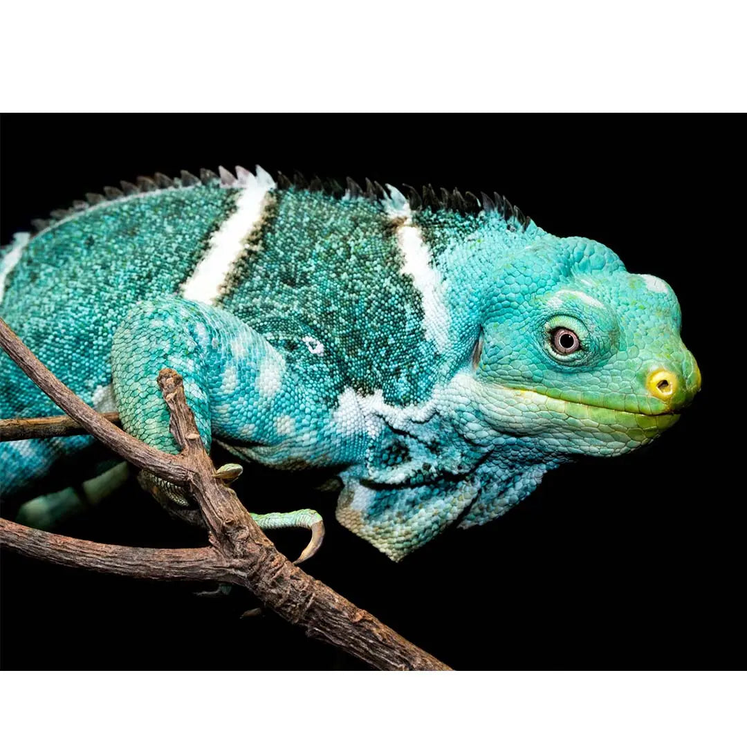 My NECK CHAKRA profumo spray per ambienti CLARITY (turchese)