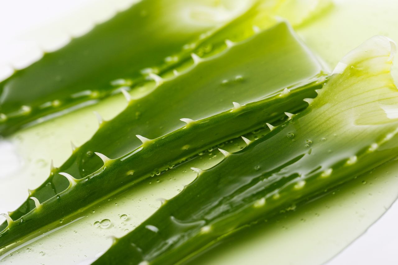 Nahaufnahme von frischen, aufgeschnittenen Aloe-Vera-Blättern, aus denen klares Gel austritt, auf weißem Hintergrund.