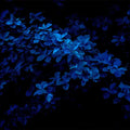 Bio-STIRN-CHAKRA Aromatherapie Aura-, Raumduft-, Yoga- & Meditationsspray INTUITION (blau)