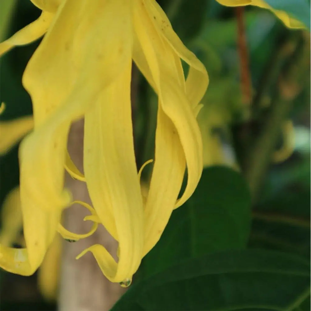 BIO-Deo-Mousse Ylang-Ylang (Exotic) – Naturkosmetik Deo ohne Aluminium | 50 ml
