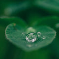 Bio-HERZ-CHAKRA Aromatherapie Aura-, Raumduft-, Yoga- & Meditationsspray VERBUNDENHEIT (grün)