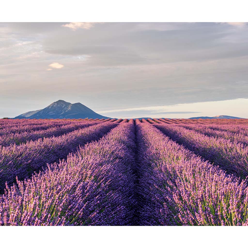 Coming soon: Deo-Mousse Lavendel - Deo wie Creme ohne Aluminium Naturkosmetik 50ml